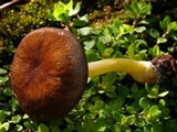 Pluteus romellii image