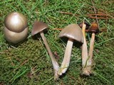 Entoloma vernum image