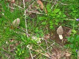Morchella americana image