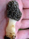 Morchella americana image