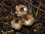 Inocybe fuscodisca image