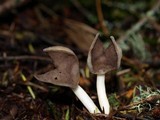 Helvella compressa image