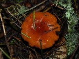 Lactarius luculentus image