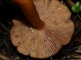 Lactarius luculentus image