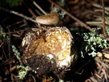 Clitocybe sclerotoidea image