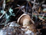 Clitocybe sclerotoidea image
