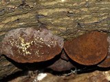 Phellinus gilvus image