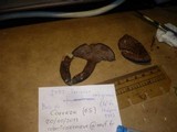 Sarcodon caliginosus image