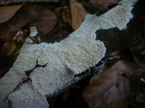 Schizopora paradoxa image