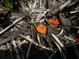 Scutellinia barlae image