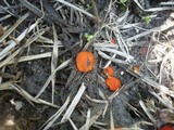 Scutellinia barlae image