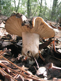 Russula nigricans image