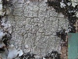 Pertusaria hymenea image
