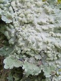 Physcia tribacioides image
