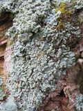 Physcia tribacioides image