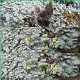 Physcia tribacioides image