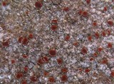 Caloplaca crenularia image
