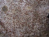 Caloplaca crenularia image