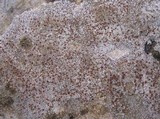 Caloplaca crenularia image