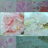 Caloplaca crenularia image