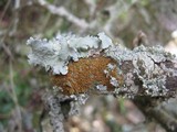 Caloplaca holocarpa image