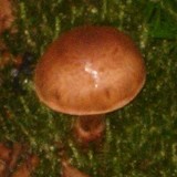 Cortinarius armillatus image