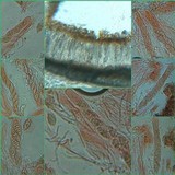 Leptogium schraderi image