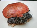 Earliella scabrosa image