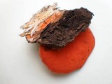 Earliella scabrosa image