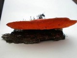 Earliella scabrosa image