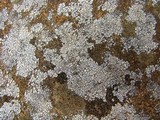 Acarospora veronensis image