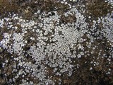 Acarospora veronensis image