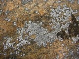 Acarospora veronensis image