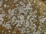 Acarospora veronensis image