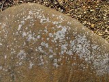 Acarospora veronensis image