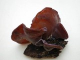 Auricularia fuscosuccinea image