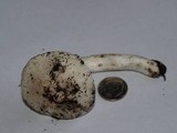 Hygrocybe fornicata var. fornicata image