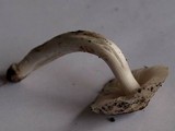 Hygrocybe fornicata var. fornicata image