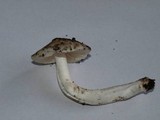 Hygrocybe fornicata var. fornicata image
