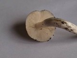 Hygrocybe fornicata var. fornicata image