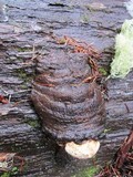 Fomitopsis officinalis image