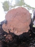 Fomitopsis officinalis image