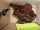 Auricularia fuscosuccinea image