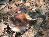Russula nigricans image
