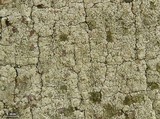 Myriolecis hagenii image