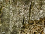 Myriolecis hagenii image
