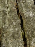 Myriolecis hagenii image