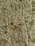 Myriolecis hagenii image
