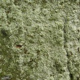 Myriolecis hagenii image
