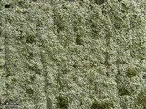 Myriolecis hagenii image